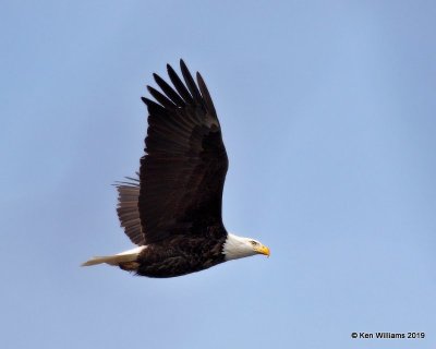 Bald Eagle adult, below Pensacola Dam, OK, 2-18-19, Jpa_34505.jpg