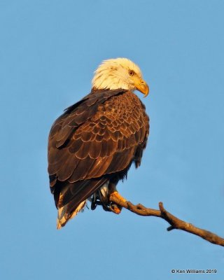 Bald Eagle adult, below Pensacola Dam, OK, 2-18-19, Jpa_34736.jpg