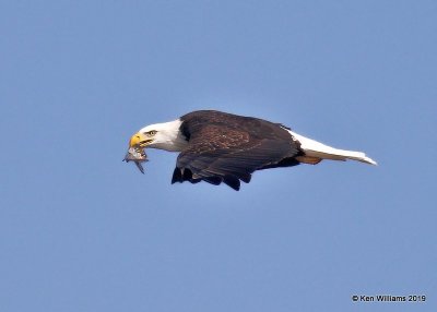 Bald Eagle adult, below Pensacola Dam, OK, 2-18-19, Jpa_35074.jpg