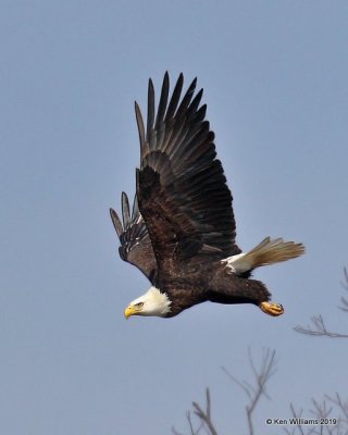 Bald Eagle adult, below Pensacola Dam, OK, 2-18-19, Jpa_35432.jpg