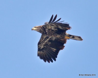 Bald Eagle juvenile, below Pensacola Dam, OK, 2-18-19, Jpa_35124.jpg