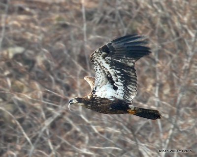 Bald Eagle juvenile, below Pensacola Dam, OK, 2-18-19, Jpa_35150.jpg