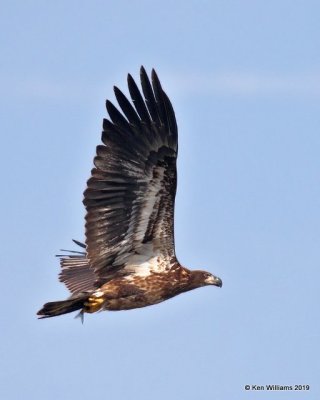 Bald Eagle juvenile, below Pensacola Dam, OK, 2-18-19, Jpa_35254.jpg