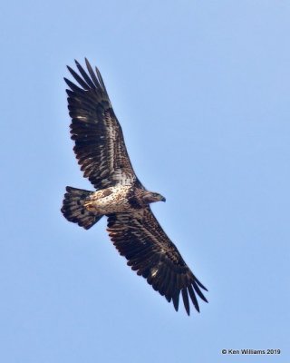 Bald Eagle, 2nd year below Pensacola Dam, OK, 2-18-19, Jpa_34949.jpg