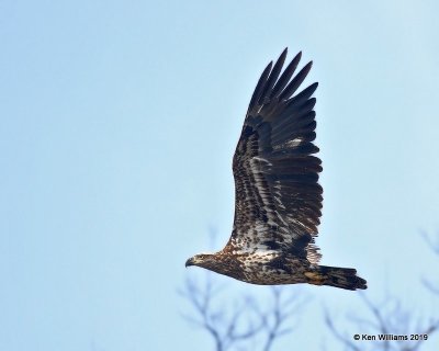 Bald Eagle, 2nd year, below Pensacola Dam, OK, 2-18-19, Jpa_34863.jpg
