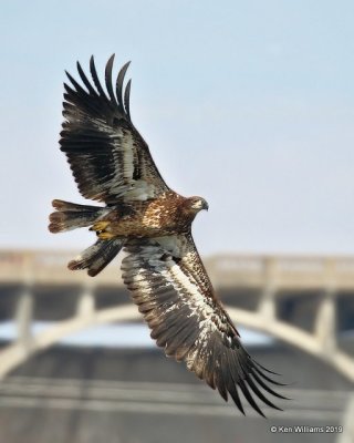 Bald Eagle, 2nd year, below Pensacola Dam, OK, 2-18-19, Jpa_35191.jpg
