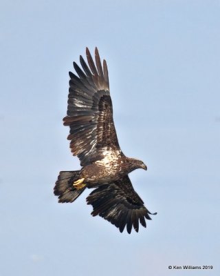 Bald Eagle, 2nd year, below Pensacola Dam, OK, 2-18-19, Jpa_35196.jpg