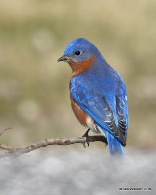 Eastern Bluebird male, below Pensacola Dam, OK, 2-18-19, Jpa_34545.jpg