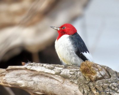 Red-headed Woodpecker, below Pensacola Dam, OK, 2-18-19, Jpa_34534.jpg