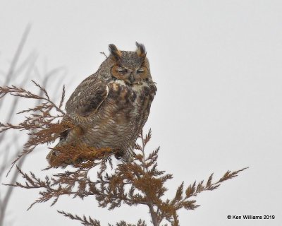 Great Horned Owl, Osage Co, OK, 3-1-19, Jpa_35503.jpg