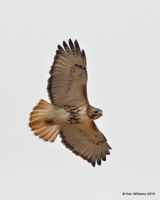 Red-tailed Hawk, Eastern subspecies, Osage Co, OK, 3-1-19, Jpa_35531.jpg