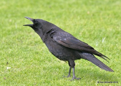 American Crow, Monterey, CA, 3-24-19, Jpa_90410.jpg