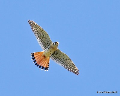 American Kestrel male, Paso Robles, CA, 03_25_2019, Jpa_92265.jpg