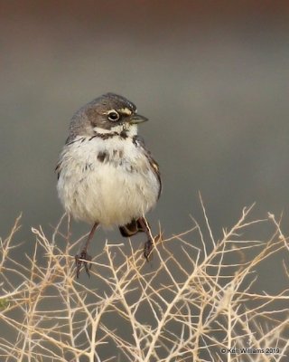 Bell's Sparrow, Mojave, CA, 3-26-19, Jpa_92667.jpg