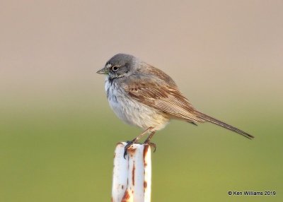 Bell's Sparrow, Mojave, CA, 3-26-19, Jpa_92742.jpg