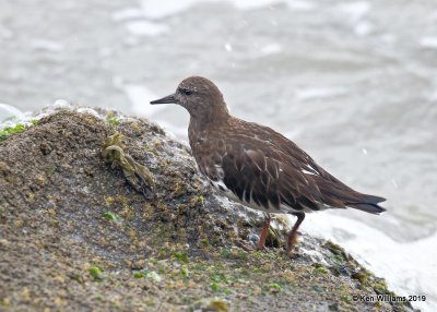 Black Turnstone non breeding plumage, Moro Bay, 3-23-19, Jpa_89491.jpg