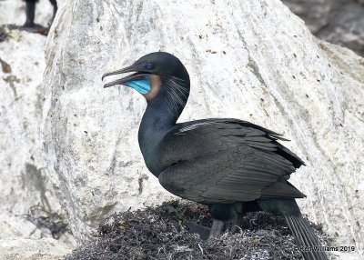 Brandt's Cormorant breeding plumage, Monterey, CA, 3-24-19, Jpa_90286.jpg