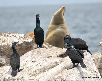 Brandt's Cormorant breeding plumage, Monterey, CA, 3-24-19, Jpa_90336.jpg