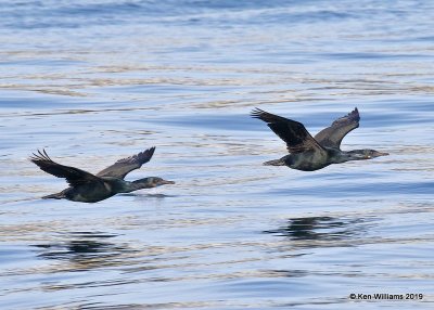 Brandt's Cormorant breeding plumage, Monterey, CA, 3-24-19, Jpa_91148.jpg