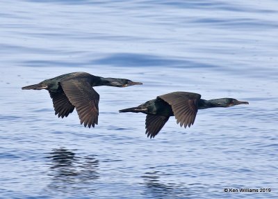 Brandt's Cormorant breeding plumage, Monterey, CA, 3-24-19, Jpa_91153.jpg
