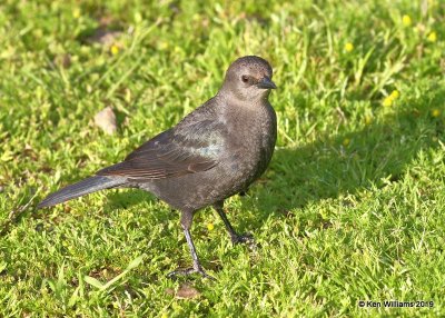Brewer's Blackbird female, N. San Miguel, CA, 3-24-19, Jpa_90837.jpg