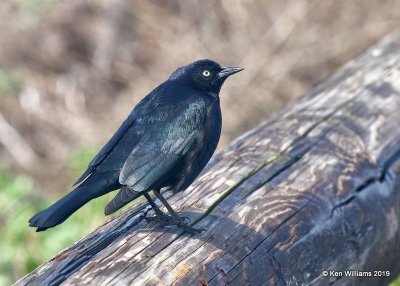 Brewer's Blackbird male, Leffingwell Landing State Park, CA, 3-23-19, Jpa_89680.jpg