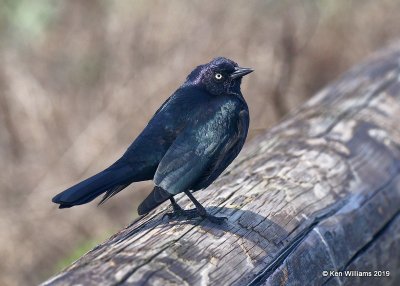 Brewer's Blackbird male, Leffingwell Landing State Park, CA, 3-23-19, Jpa_89686.jpg