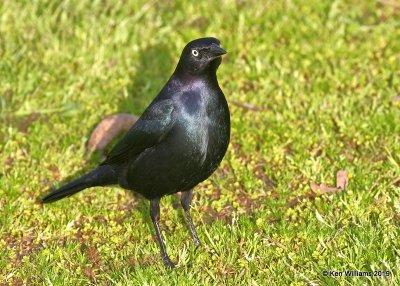 Brewer's Blackbird male, N. San Miguel, CA, 3-24-19, Jpa_90865.jpg