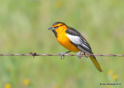 Bullock's Oriole male, Paso Robles, CA, 03_25_2019, Jpa_92340.jpg