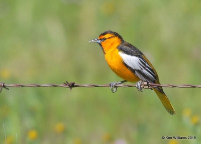 Bullock's Oriole male, Paso Robles, CA, 03_25_2019, Jpa_92344.jpg