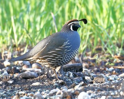 California Quail male, Paso Robles, CA, 03_25_2019, Jpa_92067.jpg