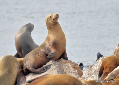 California Sea Lion, Monterey, CA, 3-24-19, Jpa_90275.jpg