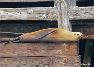 California Sea Lion, Monterey, CA, 3-24-19, Jpa_90326.jpg