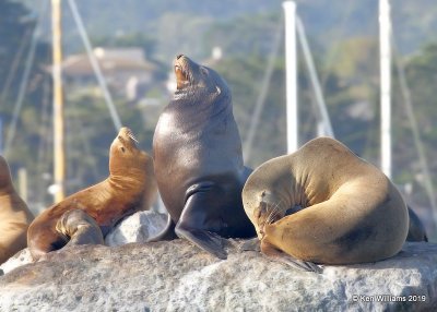 California Sea Lion, Monterey, CA, 3-24-19, Jpa_91109.jpg