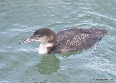 Common Loon non breeding plumage, Monterey wharf, CA, 3-23-19, Jpa_90044.jpg