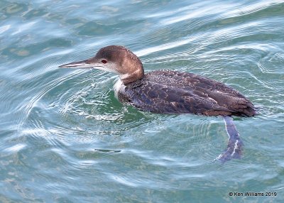 Common Loon non breeding plumage, Monterey wharf, CA, 3-23-19, Jpa_90067.jpg