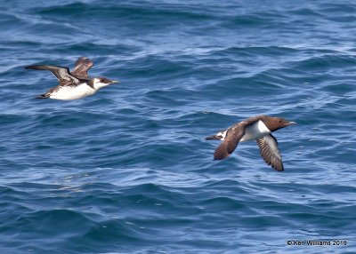 Common Murres, Monterey, CA, 3-24-19, Jpa_91247.jpg