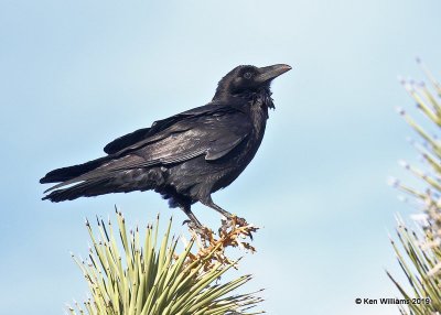 Common Raven, Joshua Tree NP, CA, 3-19-19, Jpa_87973.jpg