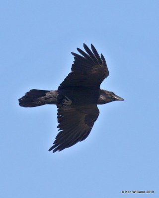 Common Raven, Joshua Tree NP, CA, 3-19-19, Jpa_87987.jpg
