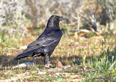 Common Raven, Joshua Tree NP, CA, 3-19-19, Jpa_88010.jpg