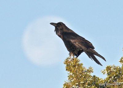 Common Raven, Lancaster CA, 3-22-19, Jpa_88311.jpg