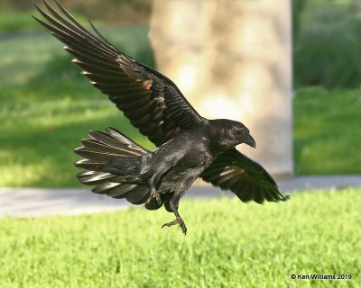Common Raven, N. San Miguel, CA, 3-24-19, Jpa_91035.jpg