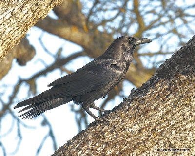 Common Raven, N. San Miguel, CA, 3-24-19, Jpa_91042.jpg