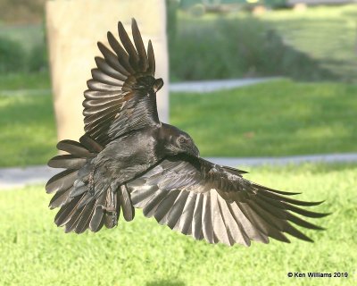 Common Raven, N. San Miguel, CA, 3-24-19, Jpaa_91036.jpg