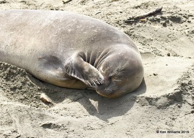 Elepahnt Seal, Piedras Blancas Elephant Seal rookery, CA, 3-23-19, Jpa_89891.jpg