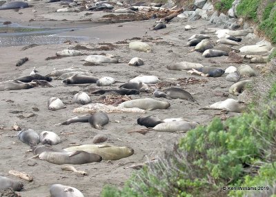 Elepahnt Seals, Piedras Blancas Elephant Seal rookery, CA, 3-23-19, Jpa_89885.jpg