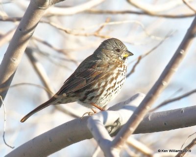 Fox Sparrow - Thick-billed, Lancaster CA, 3-22-19, Jpa_88408.jpg