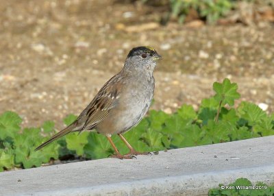 Golden-crowned Sparrow breeding plumage, N. San Miguel, CA, 3-24-19, Jpa_90660.jpg