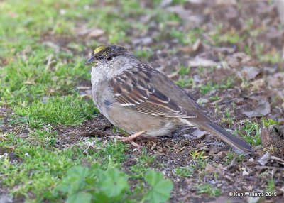 Golden-crowned Sparrow non breeding plumage, N. San Miguel, CA, 3-24-19, Jpa_90495.jpg