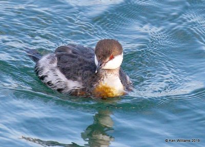 Horned Grebe non breeding plumage, Monterey Wharf, CA, 3-23-19, Jpa_90012.jpg